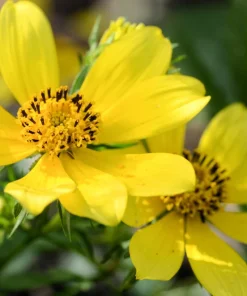 200 Yellow Swamp Marigold Seeds - Bidens Aristosa Mutica Flower Seeds - Image 6