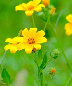 200 Yellow Swamp Marigold Seeds - Bidens Aristosa Mutica Flower Seeds - Image 8