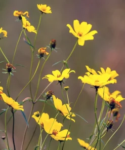 200 Yellow Swamp Marigold Seeds - Bidens Aristosa Mutica Flower Seeds - Image 9