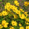 200 Yellow Swamp Marigold Seeds - Bidens Aristosa Mutica Flower Seeds - Image 1