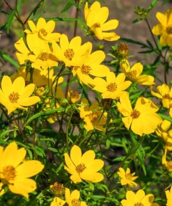 200 Yellow Swamp Marigold Seeds - Bidens Aristosa Mutica Flower Seeds - Image 1