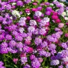 2000 Candytuft Seeds Mixed Colors - Iberis Umbellata Ground Cover Flowers - Image 1