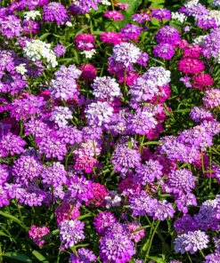 2000 Candytuft Seeds Mixed Colors - Iberis Umbellata Ground Cover Flowers - Image 1