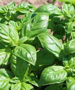 2000 Sweet Genovese Basil Seeds - Ocimum Basilicum Herb Flower Seeds - Image 2