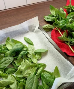 2000 Sweet Genovese Basil Seeds - Ocimum Basilicum Herb Flower Seeds - Image 8