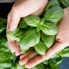 2000 Sweet Genovese Basil Seeds - Ocimum Basilicum Herb Flower Seeds - Image 1