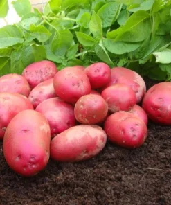 210 Red Potato Seeds Live for Planting, Red-Skinned Potato Seeds Easy for Growing from Seeds - Image 2