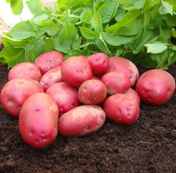 210 Red Potato Seeds Live for Planting, Red-Skinned Potato Seeds Easy for Growing from Seeds - Image 2