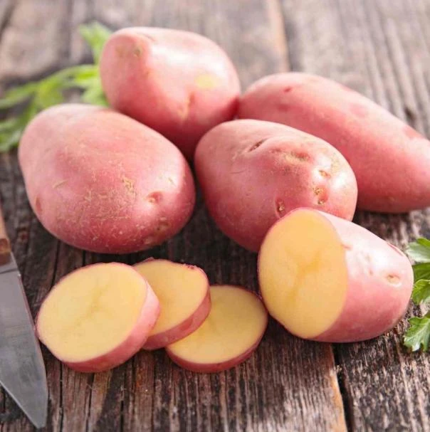 210 Red Potato Seeds Live for Planting, Red-Skinned Potato Seeds Easy for Growing from Seeds - Image 3