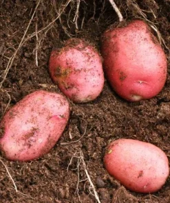 210 Red Potato Seeds Live for Planting, Red-Skinned Potato Seeds Easy for Growing from Seeds - Image 5