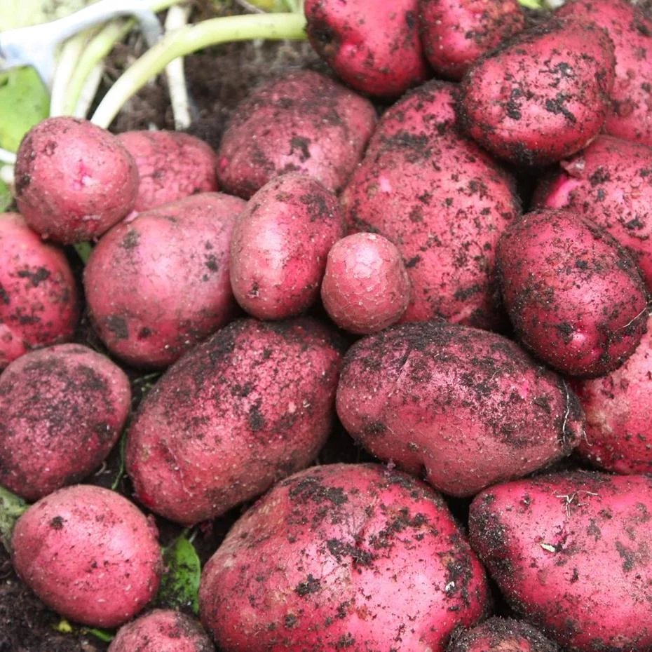 210 Red Potato Seeds Live for Planting, Red-Skinned Potato Seeds Easy for Growing from Seeds - Image 6