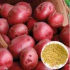 210 Red Potato Seeds Live for Planting, Red-Skinned Potato Seeds Easy for Growing from Seeds - Image 1