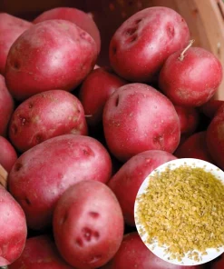 210 Red Potato Seeds Live for Planting, Red-Skinned Potato Seeds Easy for Growing from Seeds - Image 1