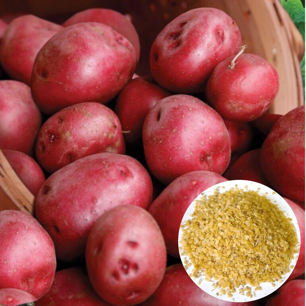 210 Red Potato Seeds Live for Planting, Red-Skinned Potato Seeds Easy for Growing from Seeds - Image 1