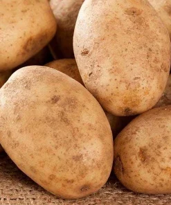 210 Russet Potato Seeds for Planting - Heirloom Vegetable Seeds - Image 4
