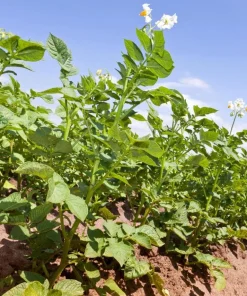 210 Russet Potato Seeds for Planting - Heirloom Vegetable Seeds - Image 6