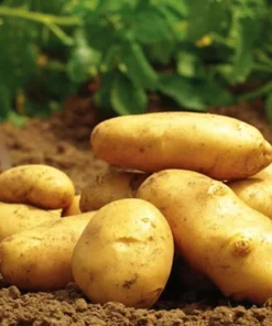 210 Yukon Gold Potato Seeds for Planting – Easy Grow Vegetable Seeds - Image 4