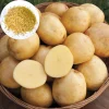 210 Yukon Gold Potato Seeds for Planting – Easy Grow Vegetable Seeds - Image 1