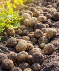 210 Yukon Gold Potato Seeds for Planting – Easy Grow Vegetable Seeds - Image 6
