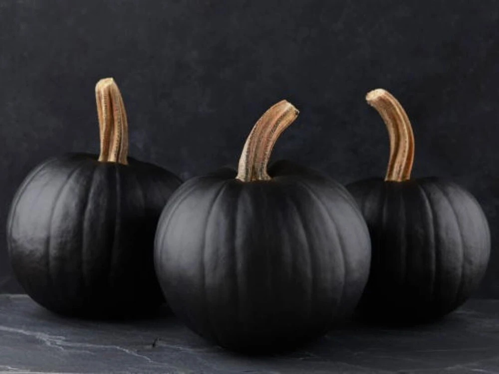 25 Black Pumpkin Seeds - Heirloom, Easy Grow, Garden Seeds - Image 1