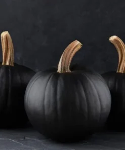 25 Black Pumpkin Seeds Heirloom – Easy Grow Vegetable Seeds - Image 1
