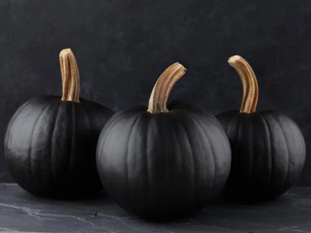 25 Black Pumpkin Seeds Heirloom - Easy Grow Vegetable Seeds - Image 1