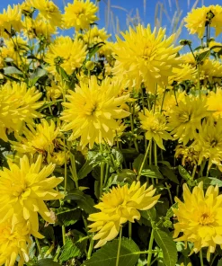 25 Cactus Double Dahlia Mix Seeds - Variabilis Mixed Colors Hummingbird Flower - Image 10