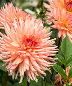 25 Cactus Double Dahlia Mix Seeds - Variabilis Mixed Colors Hummingbird Flower - Image 11