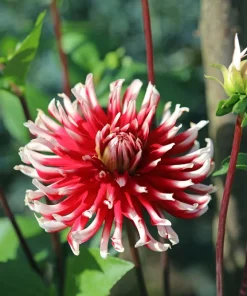 25 Cactus Double Dahlia Mix Seeds - Variabilis Mixed Colors Hummingbird Flower - Image 12