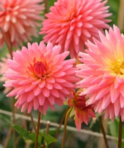 25 Cactus Double Dahlia Mix Seeds - Variabilis Mixed Colors Hummingbird Flower - Image 2