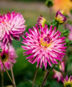 25 Cactus Double Dahlia Mix Seeds - Variabilis Mixed Colors Hummingbird Flower - Image 3