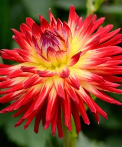 25 Cactus Double Dahlia Mix Seeds - Variabilis Mixed Colors Hummingbird Flower - Image 4