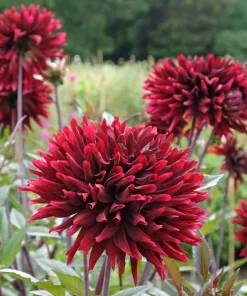 25 Cactus Double Dahlia Mix Seeds - Variabilis Mixed Colors Hummingbird Flower - Image 5