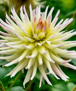 25 Cactus Double Dahlia Mix Seeds - Variabilis Mixed Colors Hummingbird Flower - Image 6