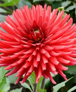 25 Cactus Double Dahlia Mix Seeds - Variabilis Mixed Colors Hummingbird Flower - Image 7