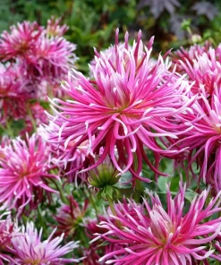 25 Cactus Double Dahlia Mix Seeds - Variabilis Mixed Colors Hummingbird Flower - Image 8