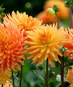 25 Cactus Double Dahlia Mix Seeds - Variabilis Mixed Colors Hummingbird Flower - Image 9