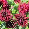 25 Cactus Double Dahlia Mix Seeds - Variabilis Mixed Colors Hummingbird Flower - Image 1