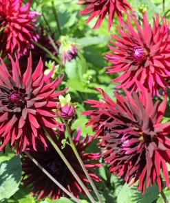 25 Cactus Double Dahlia Mix Seeds - Variabilis Mixed Colors Hummingbird Flower - Image 1