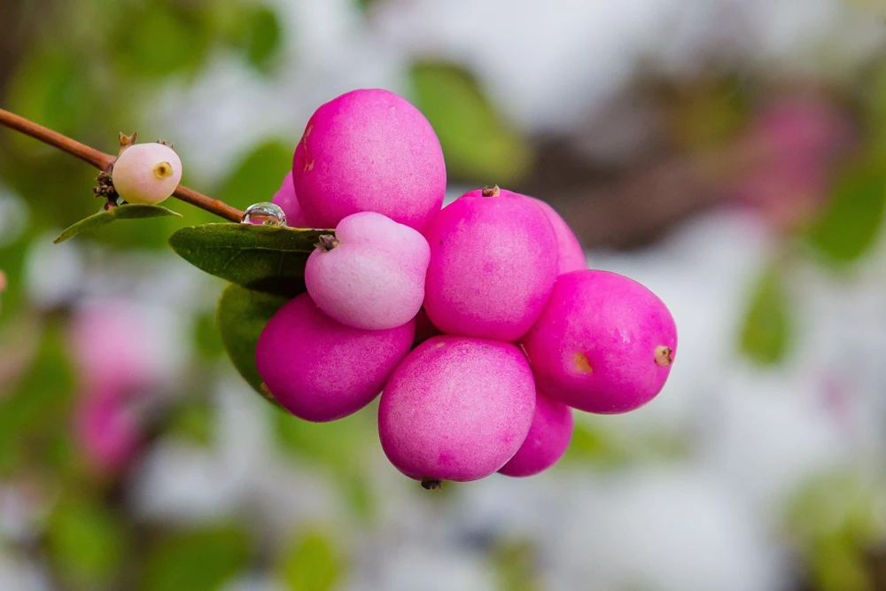 25 Coralberry Shrub Seeds - Pink Indian Currant Symphoricarpos Orbiculatus - Image 10