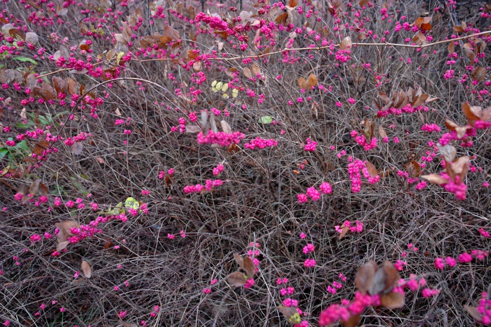 25 Coralberry Shrub Seeds - Pink Indian Currant Symphoricarpos Orbiculatus - Image 11