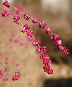 25 Coralberry Shrub Seeds - Pink Indian Currant Symphoricarpos Orbiculatus - Image 12