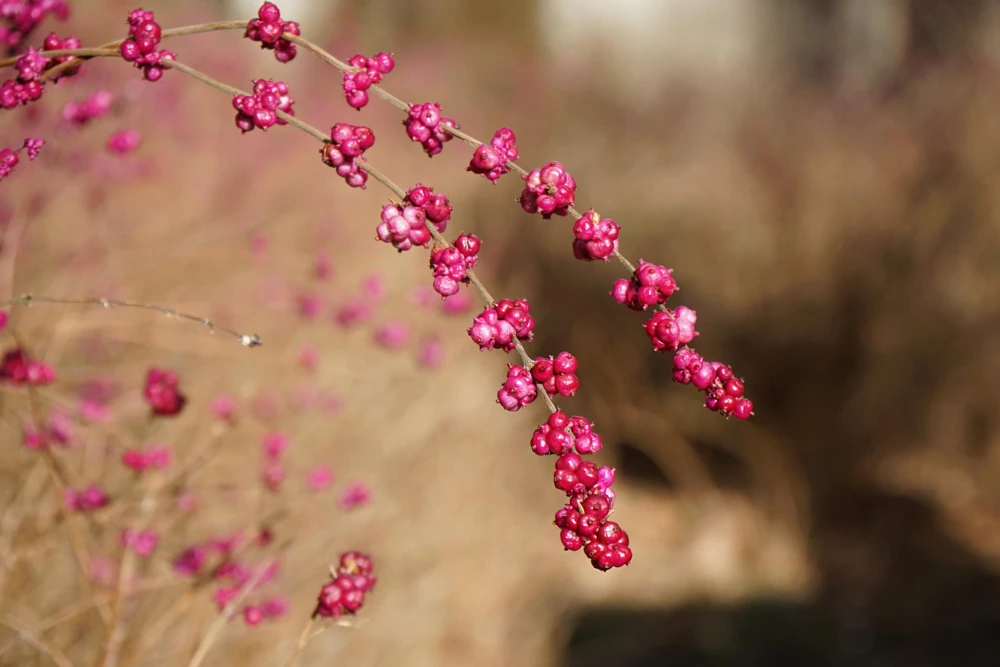 25 Coralberry Shrub Seeds - Pink Indian Currant Symphoricarpos Orbiculatus - Image 12