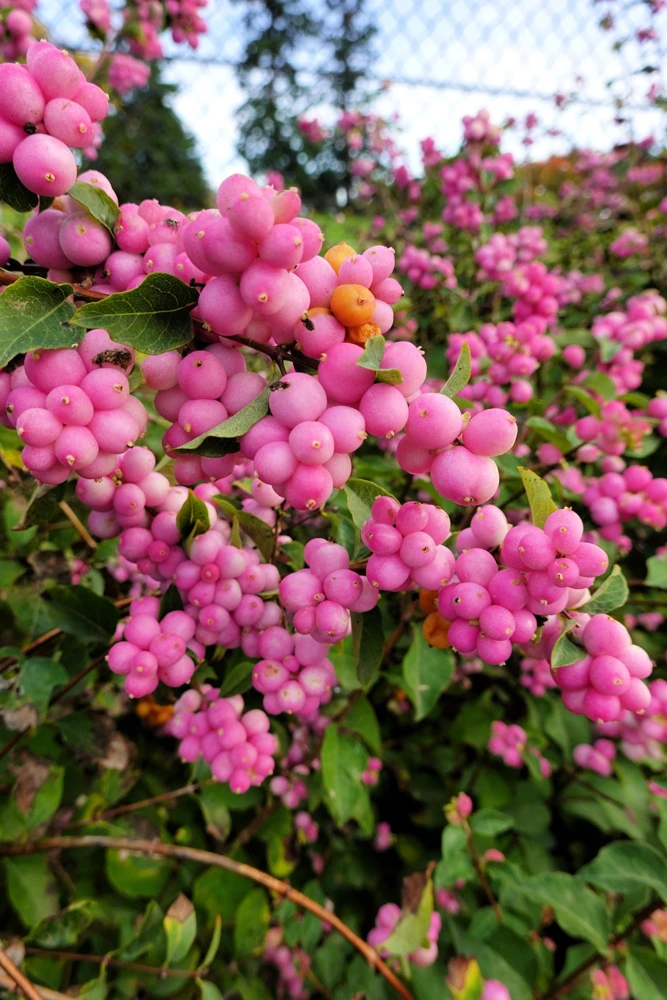 25 Coralberry Shrub Seeds - Pink Indian Currant Symphoricarpos Orbiculatus - Image 2