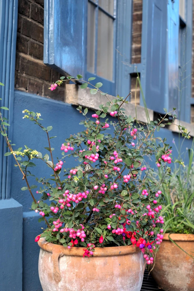 25 Coralberry Shrub Seeds - Pink Indian Currant Symphoricarpos Orbiculatus - Image 3