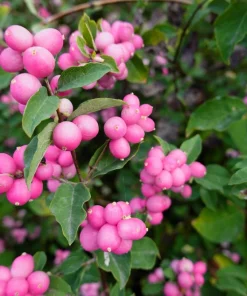 25 Coralberry Shrub Seeds - Pink Indian Currant Symphoricarpos Orbiculatus - Image 4