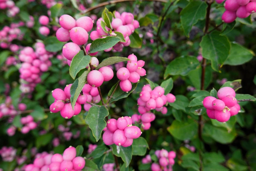 25 Coralberry Shrub Seeds - Pink Indian Currant Symphoricarpos Orbiculatus - Image 4