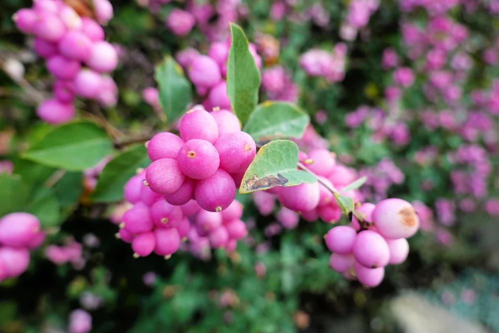 25 Coralberry Shrub Seeds - Pink Indian Currant Symphoricarpos Orbiculatus - Image 5