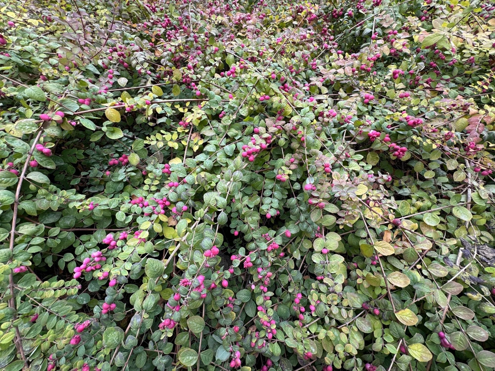 25 Coralberry Shrub Seeds - Pink Indian Currant Symphoricarpos Orbiculatus - Image 6