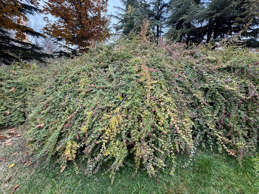 25 Coralberry Shrub Seeds - Pink Indian Currant Symphoricarpos Orbiculatus - Image 7